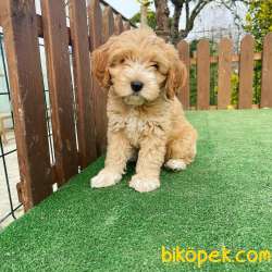 Maltipoo Bebeklerimiz Orjinal 2