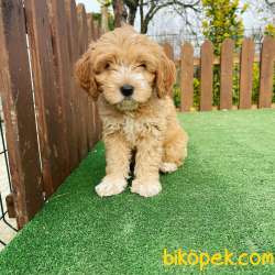Maltipoo Bebeklerimiz Orjinal 1