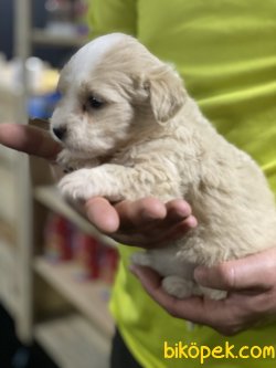 Maltipoo Bebeklerimiz Özel Üretim Alerji Yapmayan Irk 2
