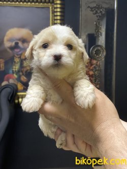 Maltipoo Bebeklerimiz Özel Üretim Alerji Yapmayan Irk 1