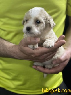 Maltipoo Bebeklerimiz Özel Üretim Alerji Yapmayan Irk 3