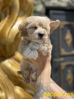 Maltipoo Bebeklerimiz Özel Üretim Antialerjik 4