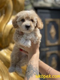 Maltipoo Bebeklerimiz Özel Üretim Antialerjik 2