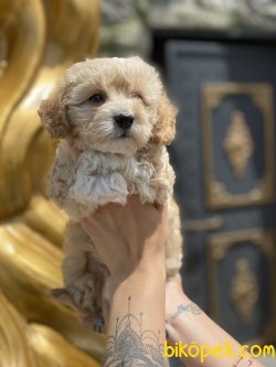 Maltipoo Bebeklerimiz Özel Üretim Antialerjik 3