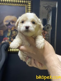 Maltipoo Bebeklerimiz Özel Üretim Dizayn Irk Antialerjik 3