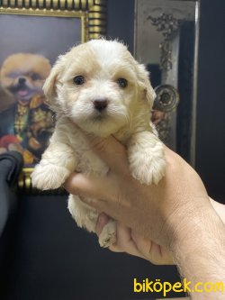 Maltipoo Bebeklerimiz Özel Üretim Dizayn Irk Antialerjik 4