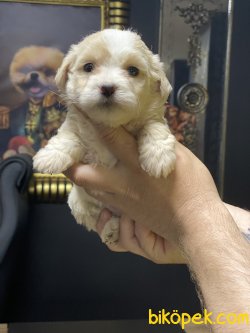 Maltipoo Bebeklerimiz Özel Üretim Dizayn Irk Antialerjik 1