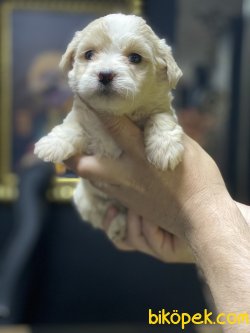 Maltipoo Bebeklerimiz Özel Üretim Dizayn Irk Antialerjik 2