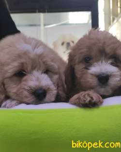 MALTİPOO BEBEKLERİMİZ SHOW KALİTE IRK GARANTİLİ 1