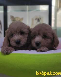 MALTİPOO BEBEKLERİMİZ SHOW KALİTE IRK GARANTİLİ 2