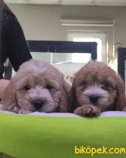 MALTİPOO BEBEKLERİMİZ SHOW KALİTE IRK GARANTİLİ 5