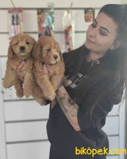 MALTİPOO BEBEKLERİMİZ SHOW KALİTE IRK GARANTİLİ 3