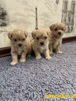 MALTİPOO BEBEKLERİMİZ YENİ AİLESİNİ BEKLİYOR