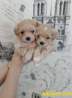 MALTİPOO BEBEKLERİMİZ YENİ AİLESİNİ BEKLİYOR 3