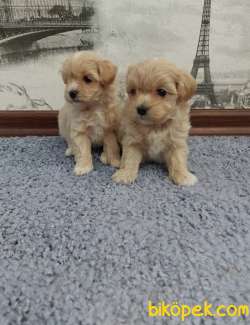 MALTİPOO BEBEKLERİMİZ YENİ AİLESİNİ BEKLİYOR 4