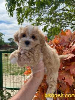 MALTİPOO BEBEKLERİMİZZ 1