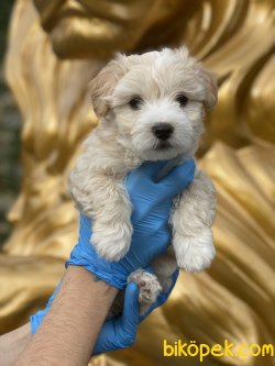 Maltipoo Bebeklermiz Orjinal Dizayn Irk 2