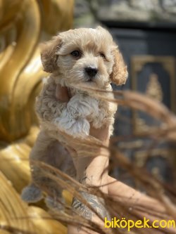 Maltipoo Bebeklermiz Orjinal Tüy Dökmeyen Irk 2