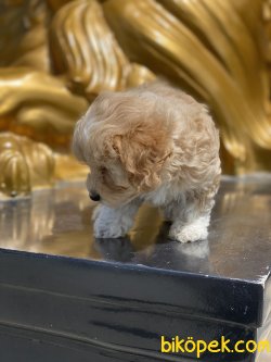 Maltipoo Bebeklermiz Orjinal Tüy Dökmeyen Irk 3