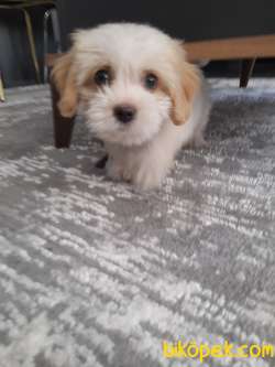 Maltipoo Cins Köpeğimiz Yeni Yuvasını Arıyor 2
