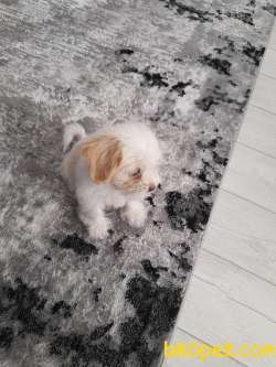 Maltipoo Cins Köpeğimiz Yeni Yuvasını Arıyor 3