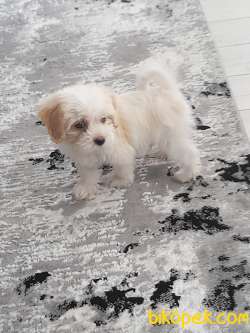 Maltipoo Cins Köpeğimiz Yeni Yuvasını Arıyor 1