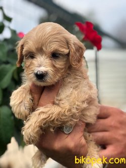 Maltipoo Çok Şeker Yavrular Ailenizin Köpeği 4