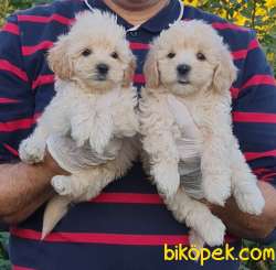 Maltipoo Çok Sevimli Yavrular Üretim Çiftliğinden 5