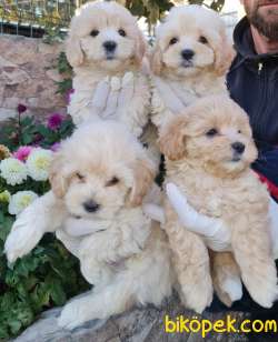 Maltipoo Çok Sevimli Yavrular Üretim Çiftliğinden 1