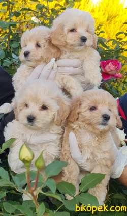 Maltipoo Çok Sevimli Yavrular Üretim Çiftliğinden 3