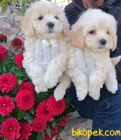 Maltipoo Çok Sevimli Yavrular Üretim Çiftliğinden 4