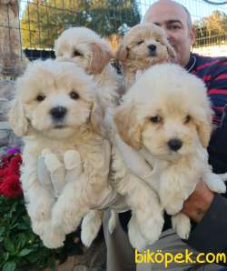 Maltipoo Çok Sevimli Yavrular Üretim Çiftliğinden 2