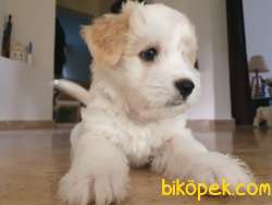 Maltipoo Dişi 3