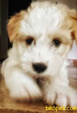 Maltipoo Dişi 4