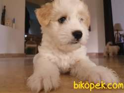 Maltipoo Dişi 1