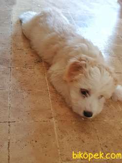 Maltipoo Dişi 2