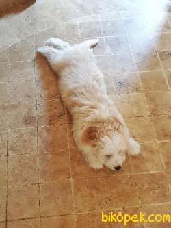 Maltipoo Dişi 5