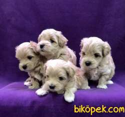 Maltipoo Dizayn Irk Mini Boy Yavrularımız 1