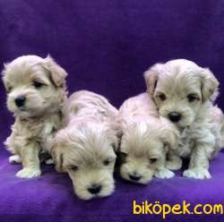 Maltipoo Dizayn Irk Mini Boy Yavrularımız 3