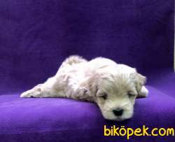 Maltipoo Dizayn Irk Mini Boy Yavrularımız 2