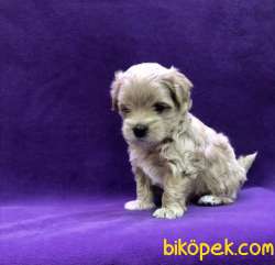 Maltipoo Dizayn Irk Mini Boy Yavrularımız 4