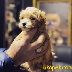Maltipoo Dizayn Irk Nadir Bulunan Özel  Yavrular 1