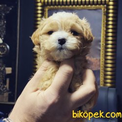 Maltipoo Dizayn Irk Nadir Bulunan Özel  Yavrular 4