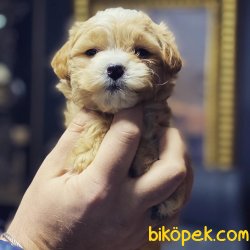 Maltipoo Dizayn Irk Nadir Bulunan Özel  Yavrular 2