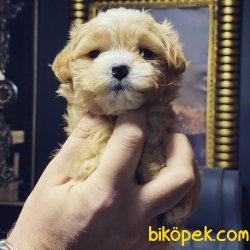 Maltipoo Dizayn Irk Nadir Bulunan Özel  Yavrular 3