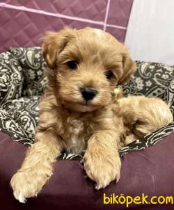 Maltipoo Dizayn Irk Sevimli Bebekler 1