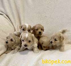 Maltipoo Dizayn Irk Sevimli Bebekler 2