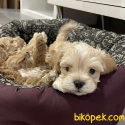 Maltipoo Dizayn Irk Sevimli Bebekler 3