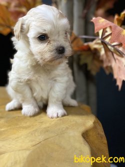 Maltipoo Dizyan Irk Köpeklerimiz 3