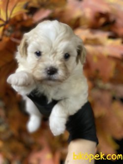 Maltipoo Dizyan Irk Köpeklerimiz 2